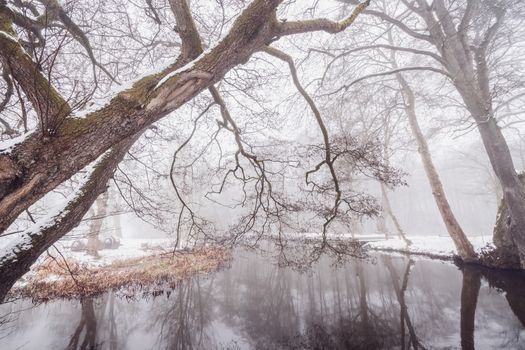 Branches hanging over a river in the winter with snow by the riverside in january