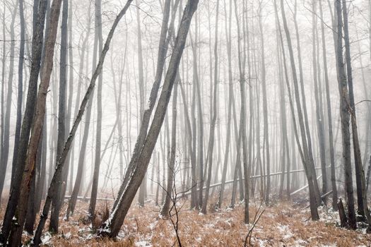 Misty forest in the winter with barenaked trees covered in fog on a cold day in january