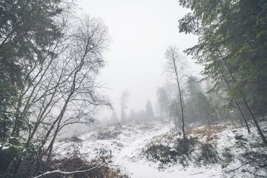 Winter landscape in a misty forest with snow on the ground and a hill with tree silhouettes