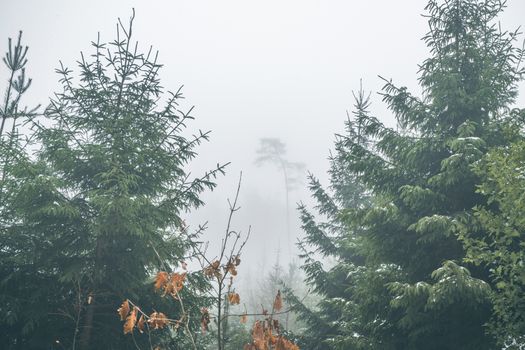 Forest with pine trees in a misty landscape in the fall with fog  covering the trees