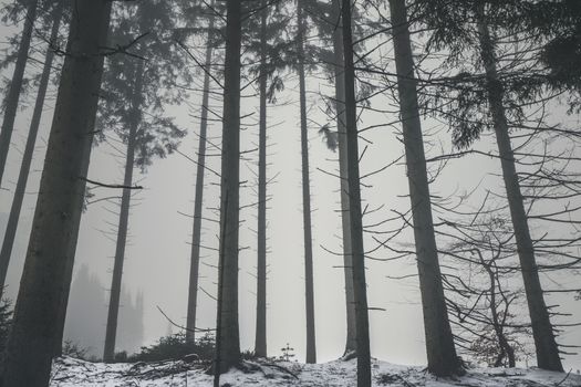 Forest in the mist with tall barenaked trees in the winter with snow on the ground