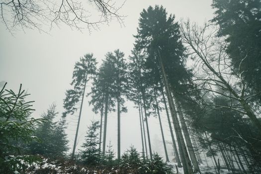 Tall pine trees in a misty landscape in the winter with foggy weather conditions