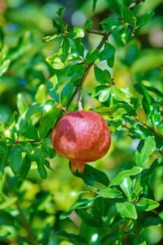 Pomegranate tree or Socotran pomegranate (Punica protopunica)