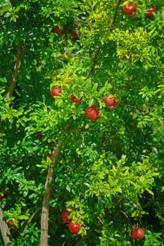 Pomegranate tree or Socotran pomegranate (Punica protopunica)