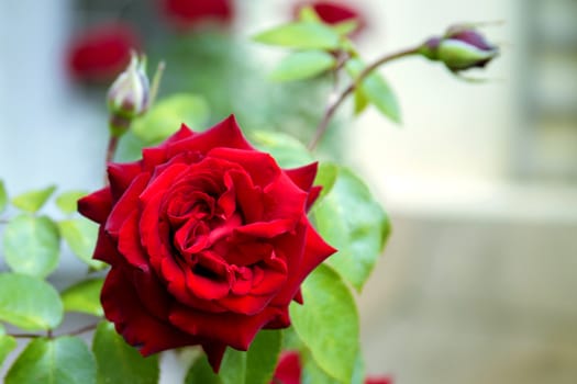 Fresh scarlet rose bud close with a blurred background - a classic declaration of love and tenderness