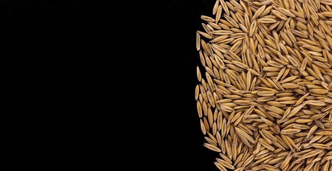 Pile of oat seeds isolated on black background, copy space, top view, grain of oats