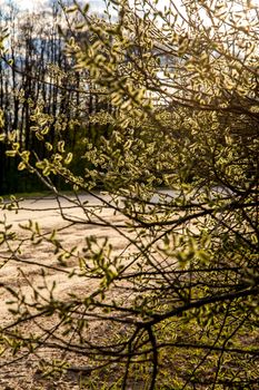 Spring nature background with pussy willow branches. Spring landscape with pussy-willow. Rural landscape in Latvia. Pussy-willow at roadside. 

