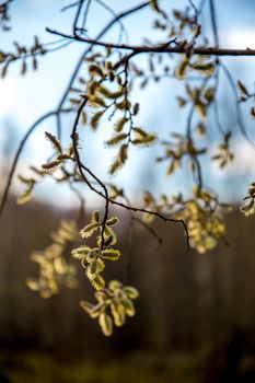 Spring nature background with pussy willow branches. Rural landscape in Latvia; pussy-willow at roadside. 

