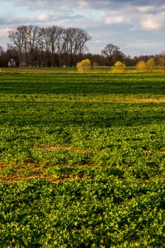 Green field with cereal and trees on the back, against a blue sky. Spring landscape with cornfield, wood and cloudy blue sky. Classic rural landscape in Latvia.