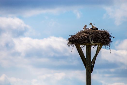 White storks baby in the nest on blue sky background. Stork nest with young storks in Latvia. 

