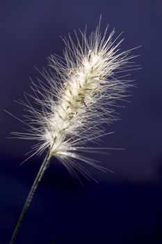 Fluffy inflorescence of spikelets of pennisetum alopecuroides, foxlike tail. Close-up. Macro. Space for signature.