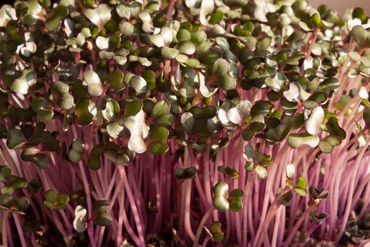 Red cabbage microgreens growing indoors in soil