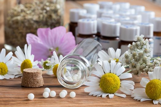 A bottle of homeopathic globules with chamomile and other herbs and flowers in the background