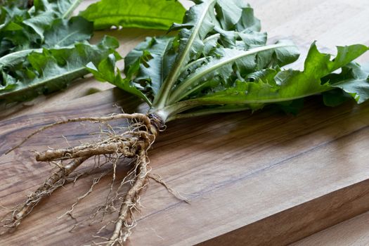 Whole dandelion plant with root on a wooden cutting board