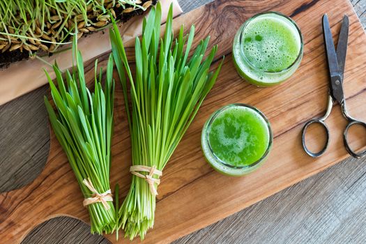 Two glasses of barley grass juice with freshly harvested barley grass, top view