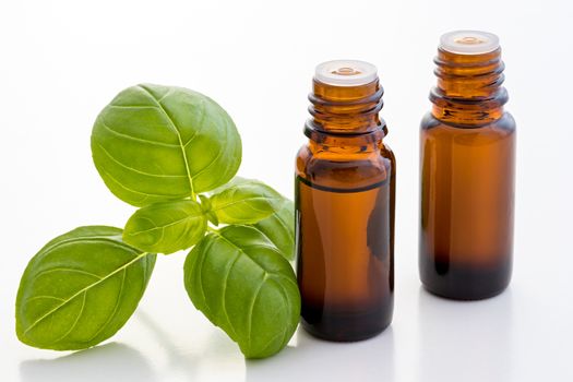 Two bottles of basil essential oil with fresh basil leaves on a white background