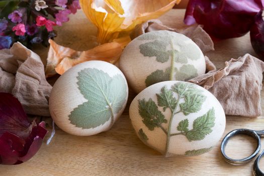 Preparation of Easter eggs for dying with onion peels: eggs with a pattern of fresh herbs, onion peels, and lungwort flowers on a table