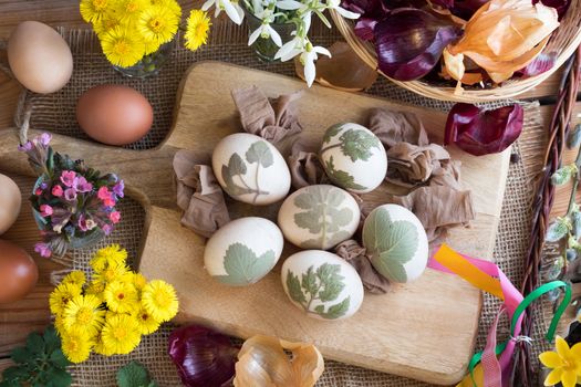 Preparation of Easter eggs for dying with onion peels: eggs with a pattern of fresh herbs, onion peels, coltsfoot, lungwort, snowdrops and yellow crocuses in the background. Top view.