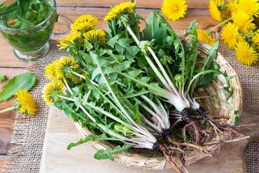 Whole dandelion plants with roots in a wicker basket