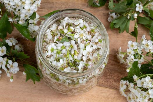 A jar filled with fresh hawthorn blossoms and alcohol, to prepare herbal tincture