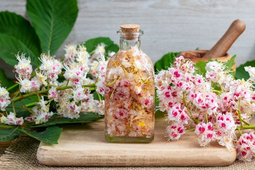 A bottle filled with horse chestnut blossoms and alcohol, to prepare homemade tincture