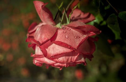 Beautiful colorful Rose with water drops on it