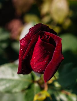 Beautiful colorful Rose with water drops on it