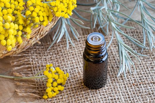 A bottle of essential oil with fresh blooming helichrysum italicum plant