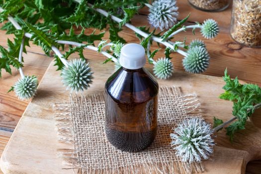 A bottle of great globe-thistle tincture with fresh blooming Echinops sphaerocephalus plant