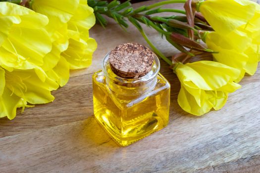 A bottle of evening primrose oil with fresh blooming plant on a wooden background