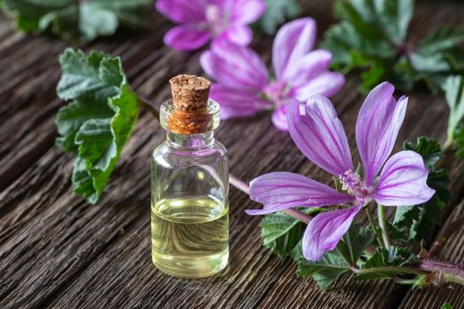 A bottle of mallow essential oil with fresh blooming malva sylvestris plant