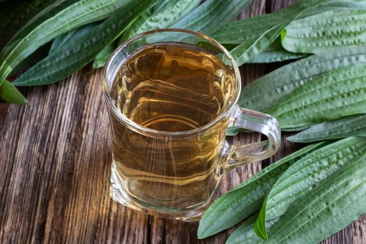 A cup of ribwort plantain tea with fresh plant on a rustic background