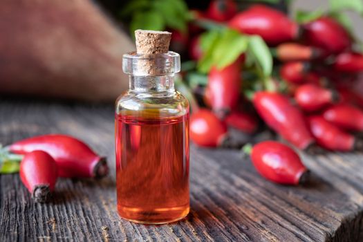 A bottle of rosehip seed oil with fresh plant