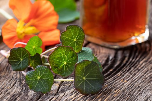 Young nasturtium leaves, with flower and a bottle of tincture in the background