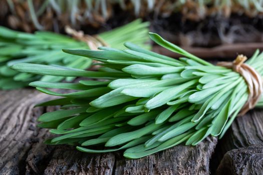 Freshly harvested barley grass on a wooden background