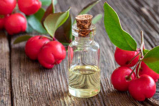 A bottle of essential oil with wintergreen leaves and berries
