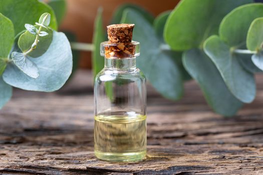 A bottle of essential oil with fresh eucalyptus leaves