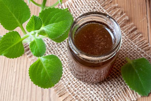 A jar of silver spurflower syrup with fresh Plectranthus argentatus plant