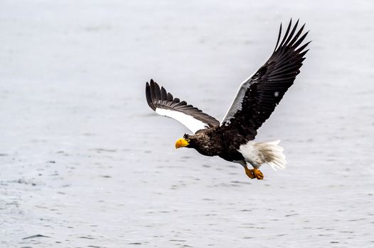 The Predatory Stellers Sea-eagle in the snow near Rausu at Shiretoko, Hokkaido of Japan.