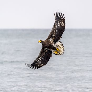 The White-talied Sea Eagle in the snow near Rausu at Shiretoko, Hokkaido of Japan.