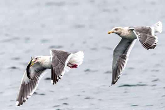 The Predatory Seagulls in the snow near Rausu at Shiretoko, Hokkaido of Japan.