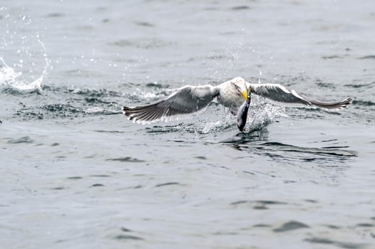 The Predatory Seagulls in the snow near Rausu at Shiretoko, Hokkaido of Japan.