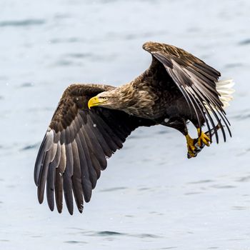 The White-talied Sea Eagle in the snow near Rausu at Shiretoko, Hokkaido of Japan.