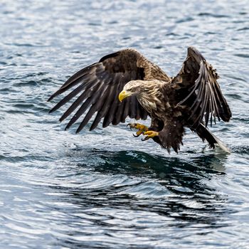 The White-talied Sea Eagle in the snow near Rausu at Shiretoko, Hokkaido of Japan.