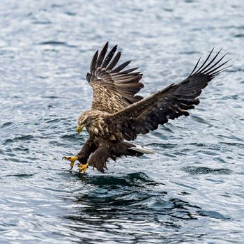 The White-talied Sea Eagle in the snow near Rausu at Shiretoko, Hokkaido of Japan.