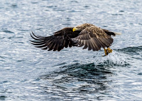 The White-talied Sea Eagle in the snow near Rausu at Shiretoko, Hokkaido of Japan.