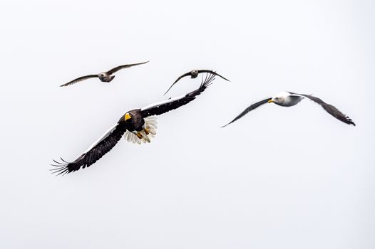 The Predatory Stellers Sea-eagle in the snow near Rausu at Shiretoko, Hokkaido of Japan.