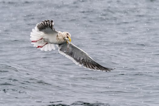 The Predatory Seagulls in the snow near Rausu at Shiretoko, Hokkaido of Japan.