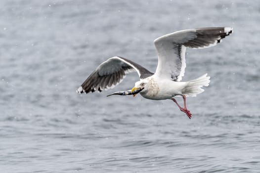 The Predatory Seagulls in the snow near Rausu at Shiretoko, Hokkaido of Japan.