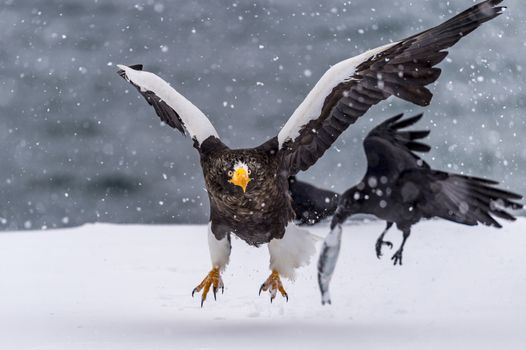 The Predatory Stellers Sea-eagle in the snow near Rausu at Shiretoko, Hokkaido of Japan.